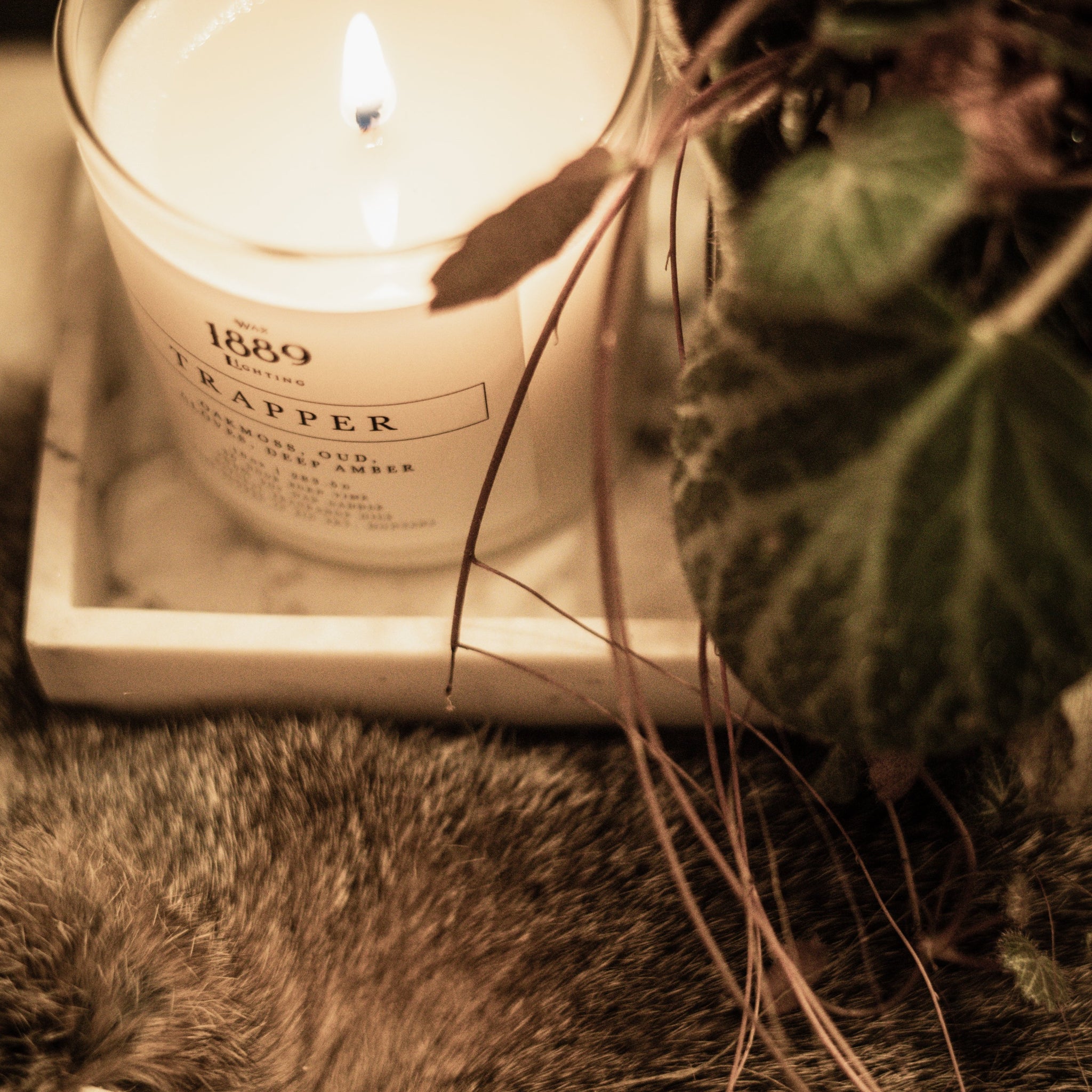 candle✣candle Zilker [Sandalwood + Eucalyptus + Cactus Flower] – The Wild Susan Co